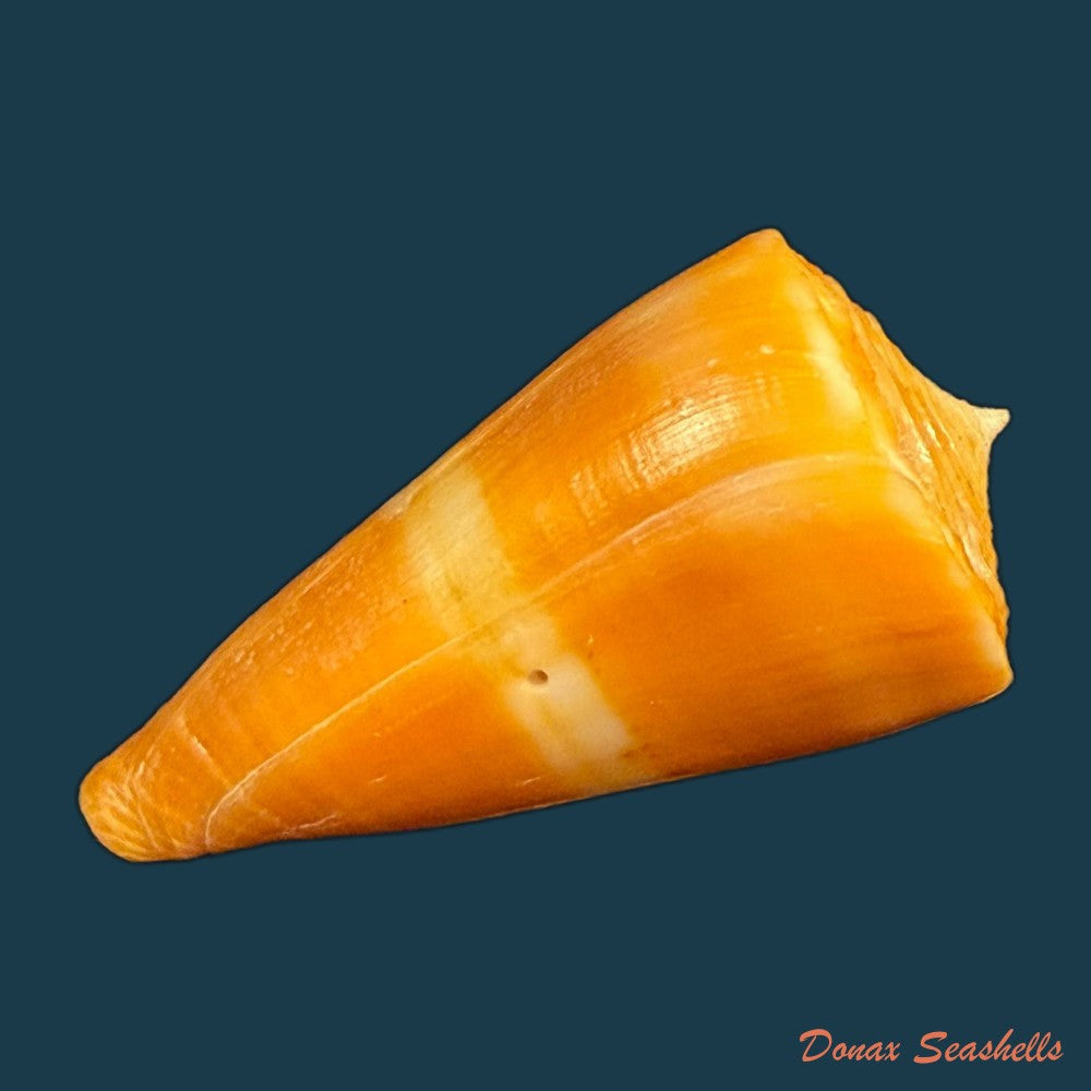 conus-worki-petuch-1998-41-6mm-copia