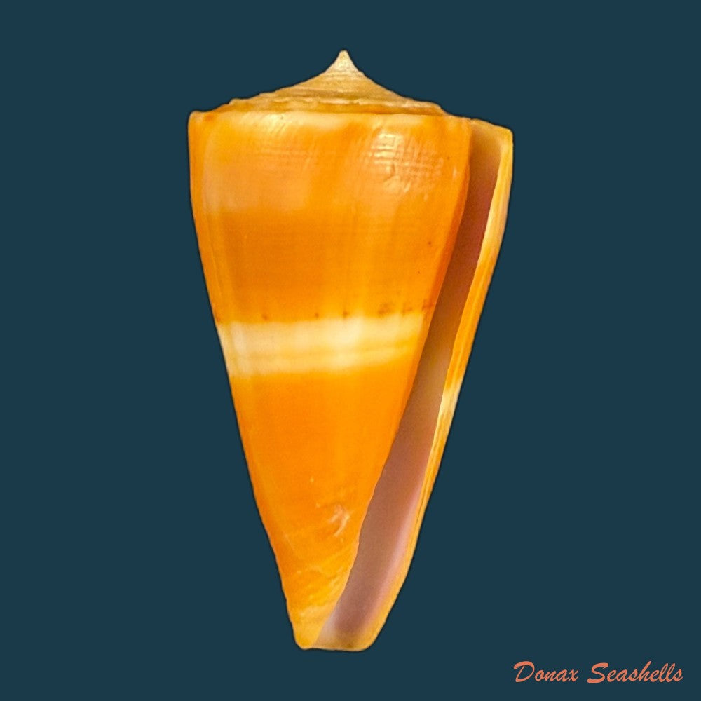 conus-worki-petuch-1998-41-6mm-copia