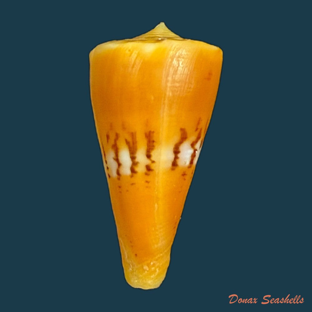 conus-worki-petuch-1998-48-6mm-copia