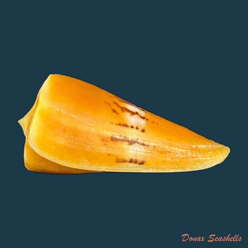 conus-worki-petuch-1998-48-6mm-copia