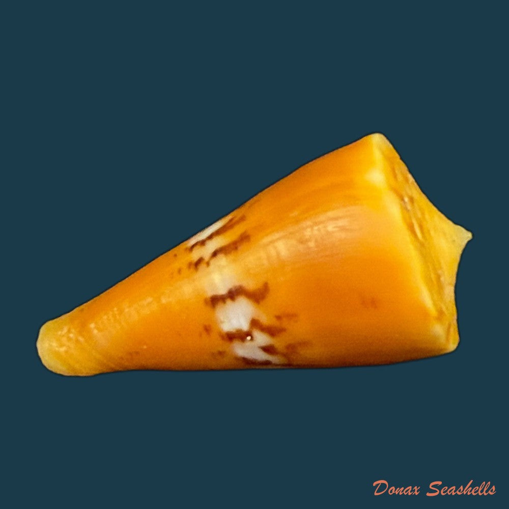 conus-worki-petuch-1998-48-6mm-copia