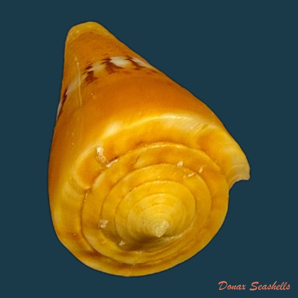 conus-worki-petuch-1998-48-6mm-copia