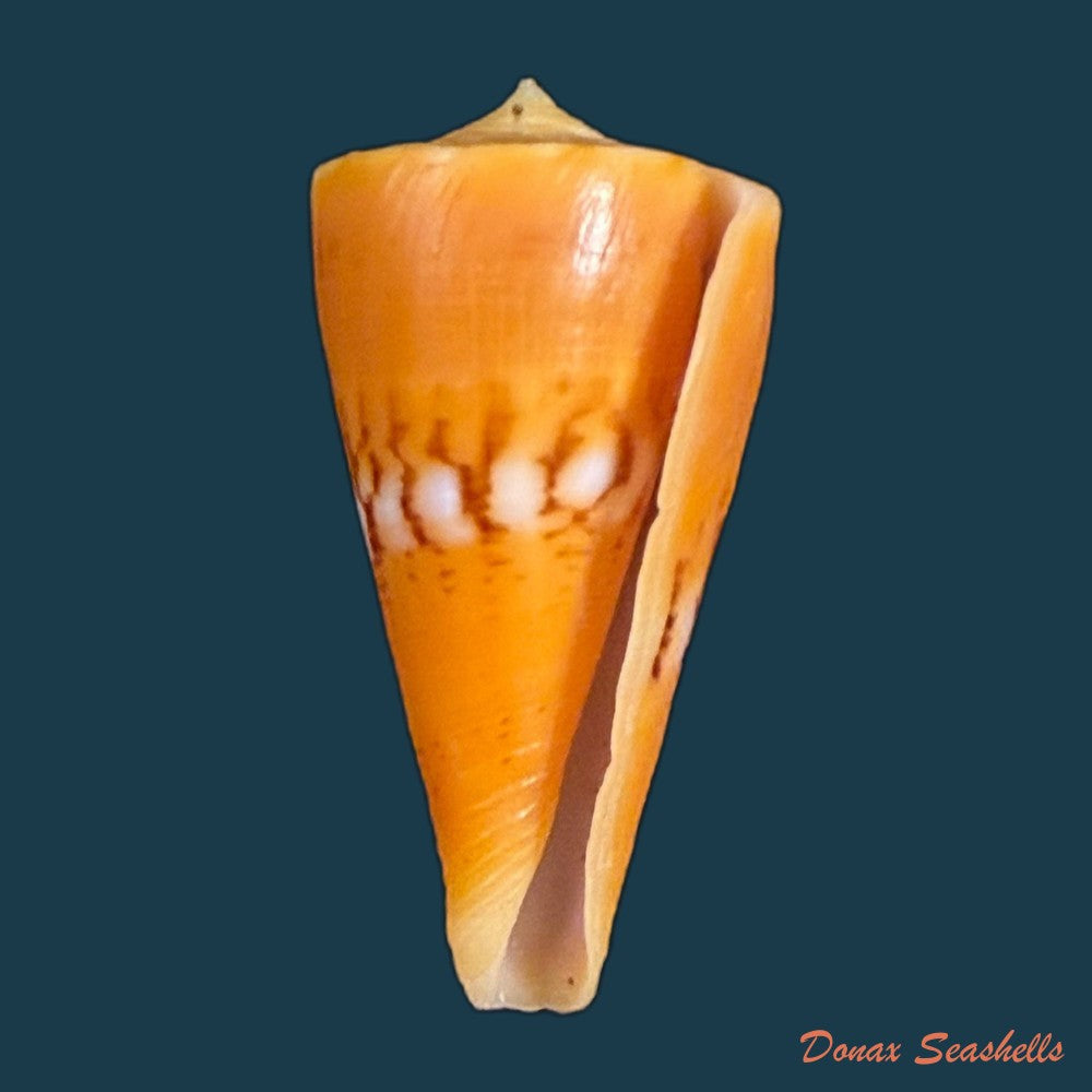 conus-worki-petuch-1998-48-6mm-copia