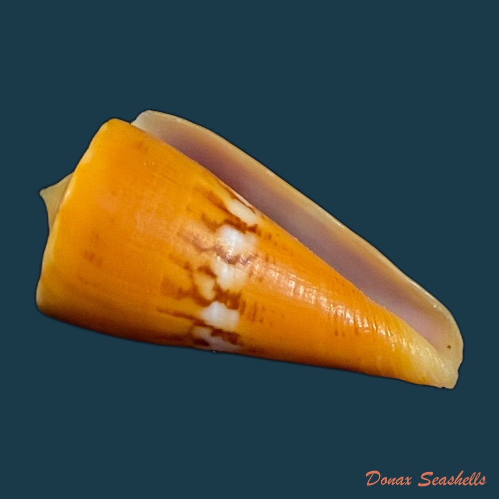 conus-worki-petuch-1998-48-6mm-copia