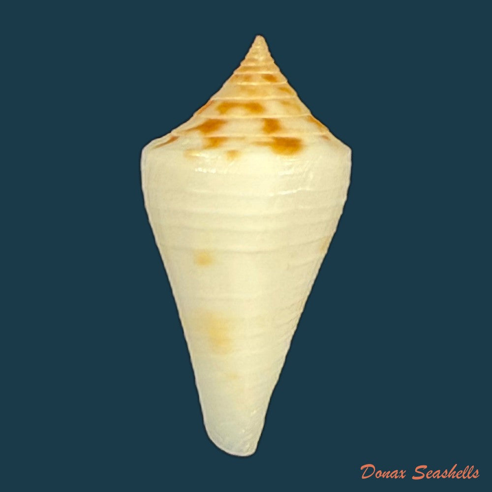 conus-zebroides-kiener-1848-25-5mm-copia-1