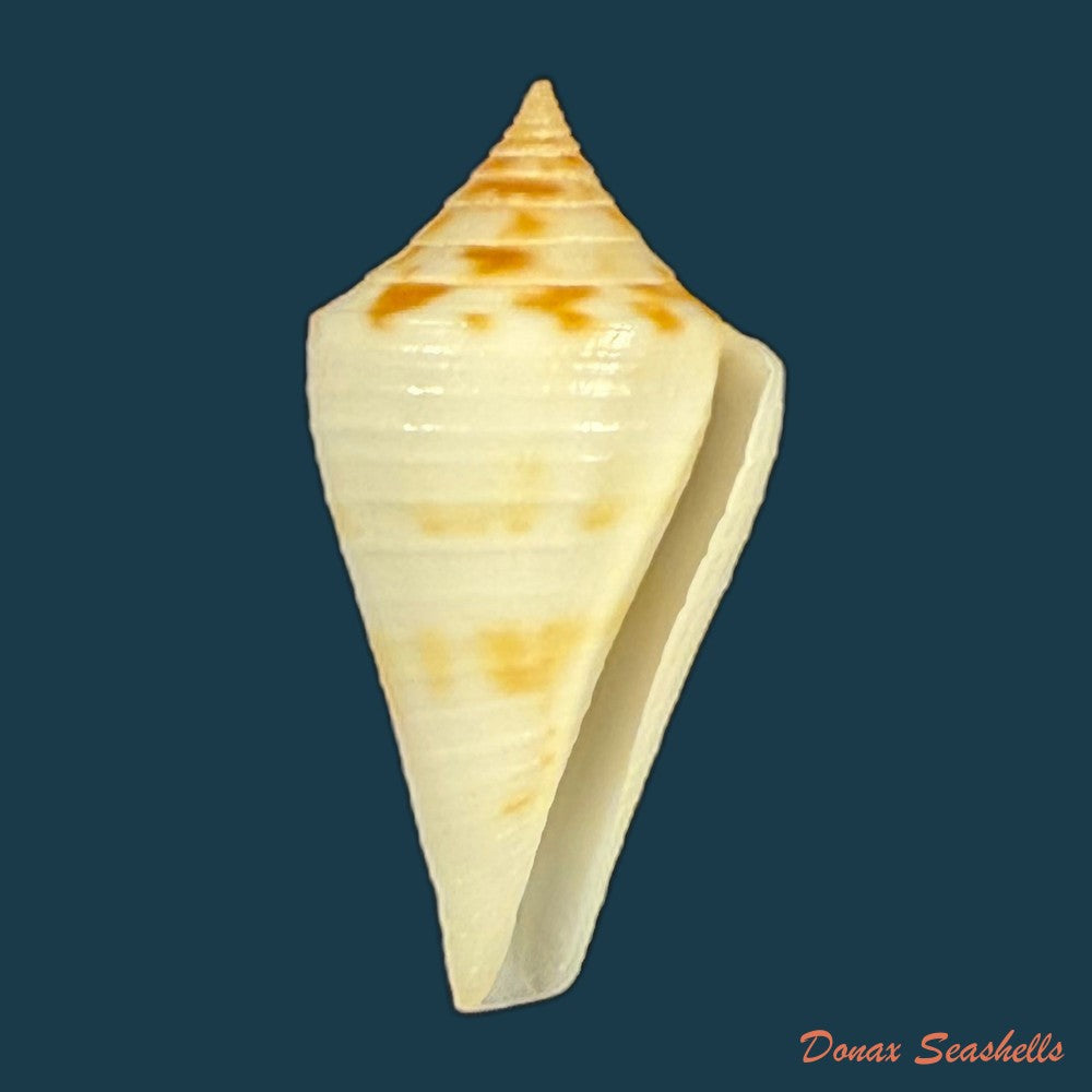 conus-zebroides-kiener-1848-25-5mm-copia-1