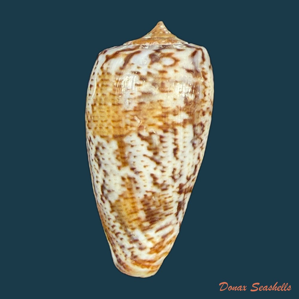 conus-zebroides-kiener-1848-25-5mm-copia-2
