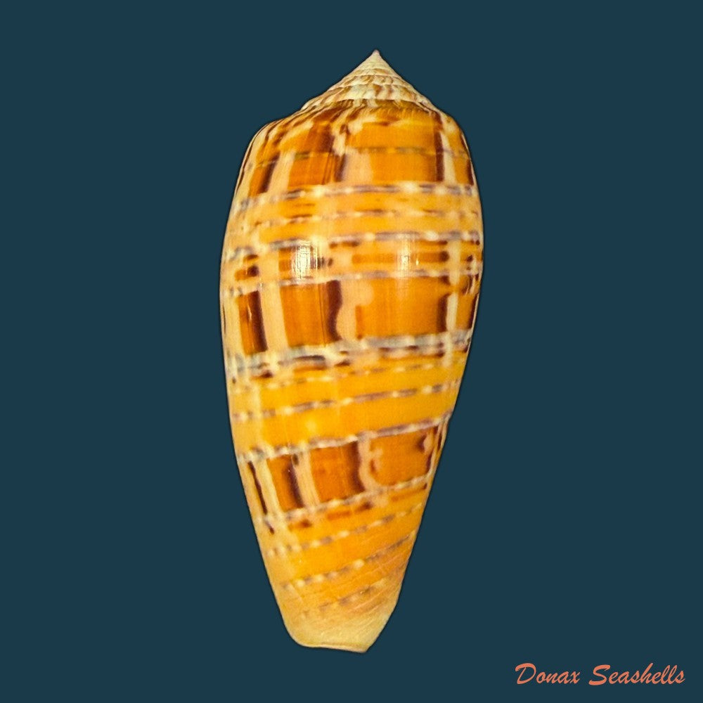 conus-zebroides-kiener-1848-25-5mm-copia