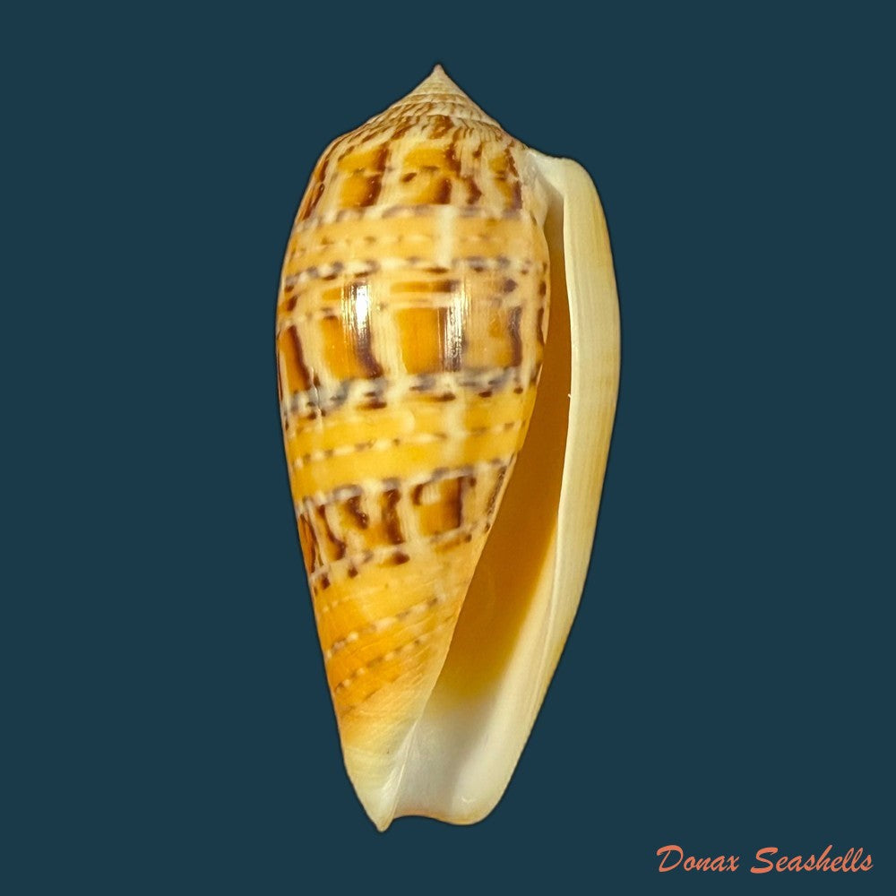 conus-zebroides-kiener-1848-25-5mm-copia