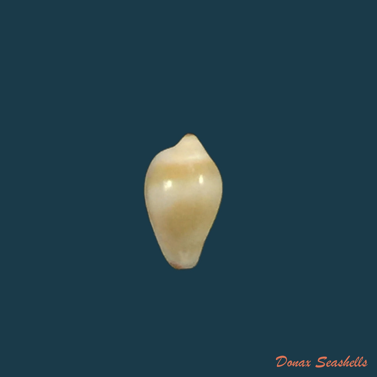 copia-de-acanthina-brevidentata-w-wood-1828-26-8mm-4