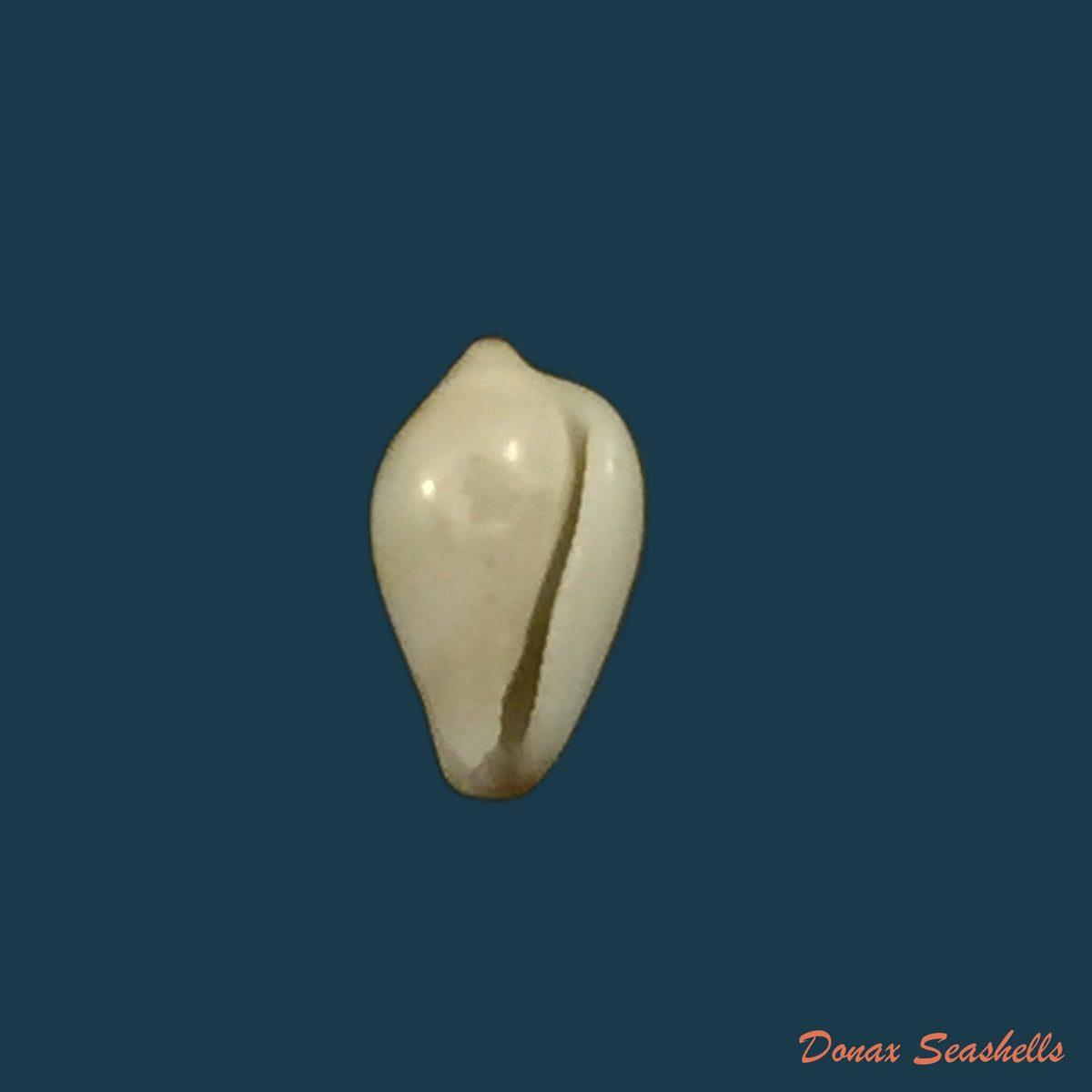 copia-de-acanthina-brevidentata-w-wood-1828-26-8mm-4