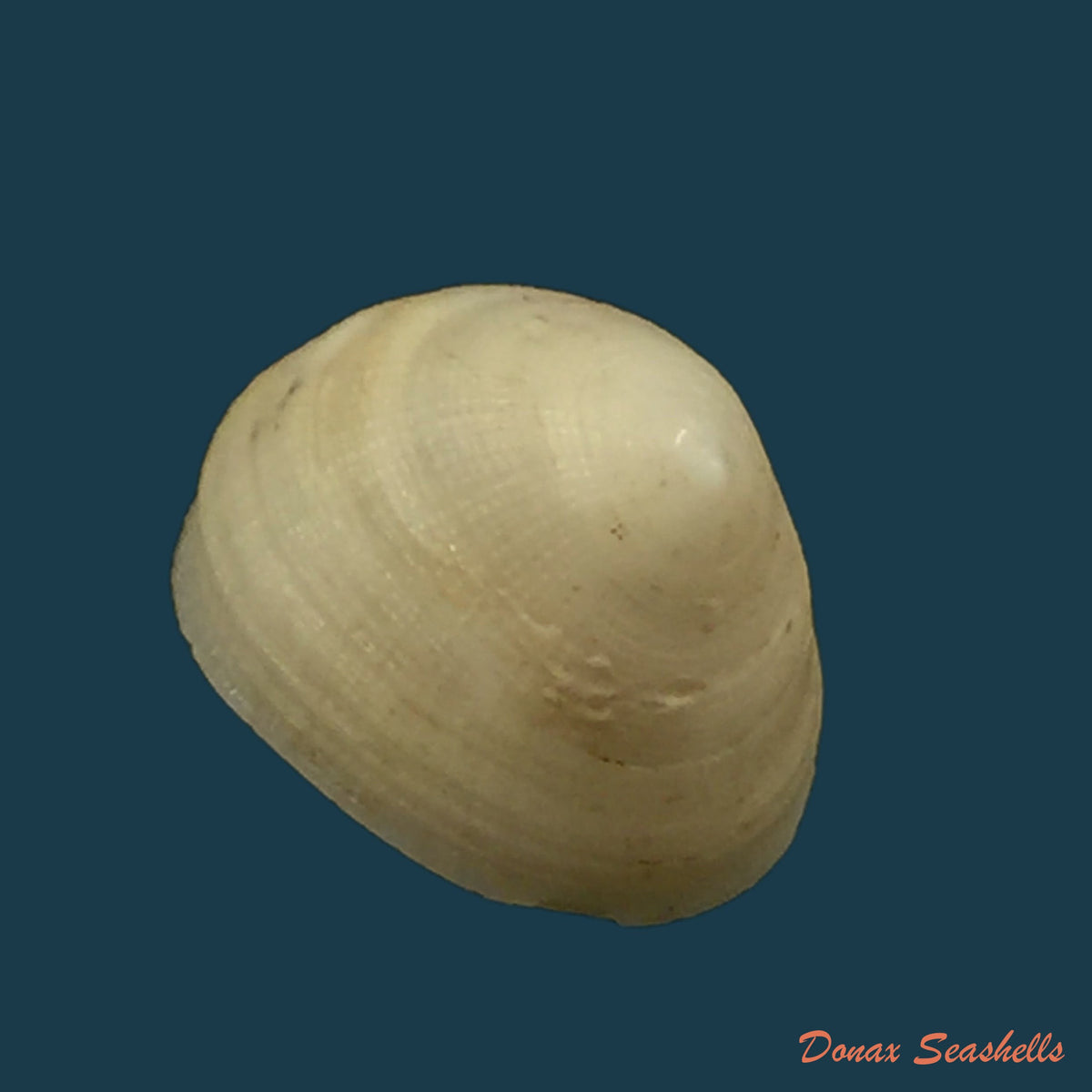 copia-de-acanthina-brevidentata-w-wood-1828-26-8mm-6