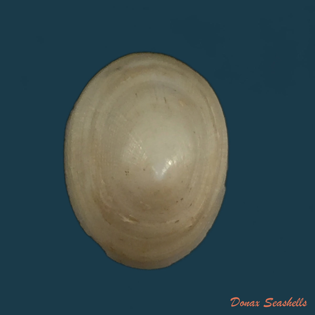 copia-de-acanthina-brevidentata-w-wood-1828-26-8mm-6