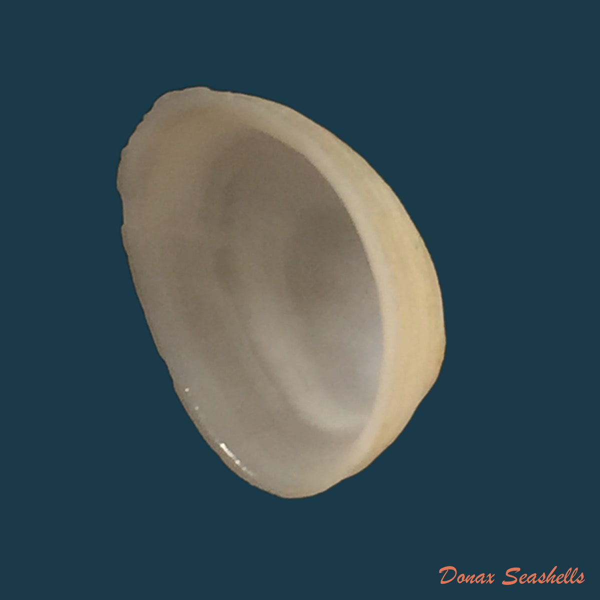 copia-de-acanthina-brevidentata-w-wood-1828-26-8mm-6