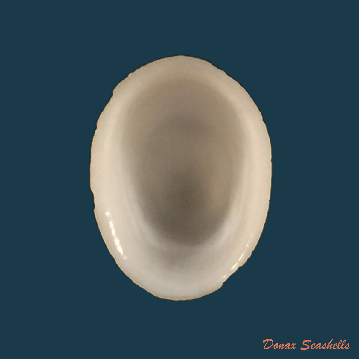 copia-de-acanthina-brevidentata-w-wood-1828-26-8mm-6