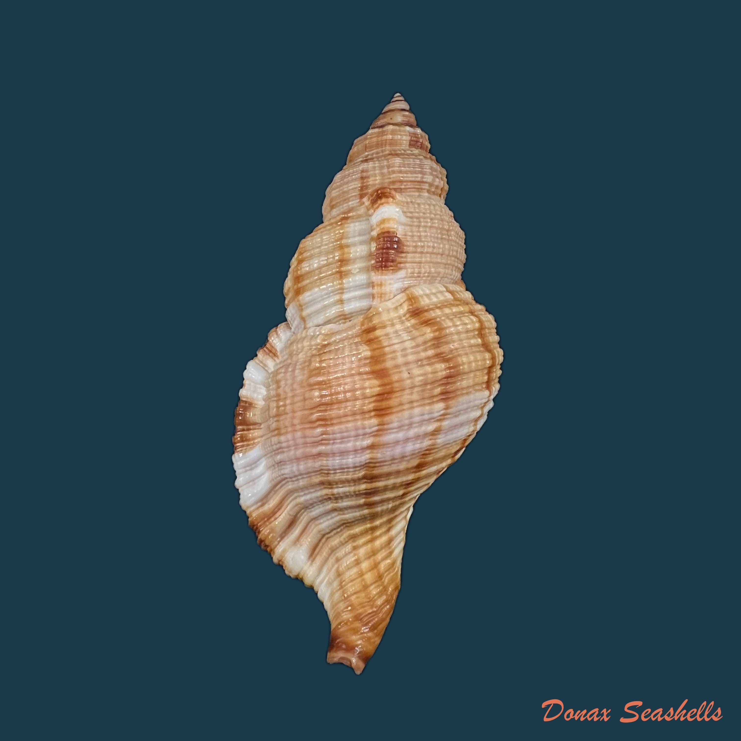 copia-de-acanthina-brevidentata-w-wood-1828-26-8mm-7