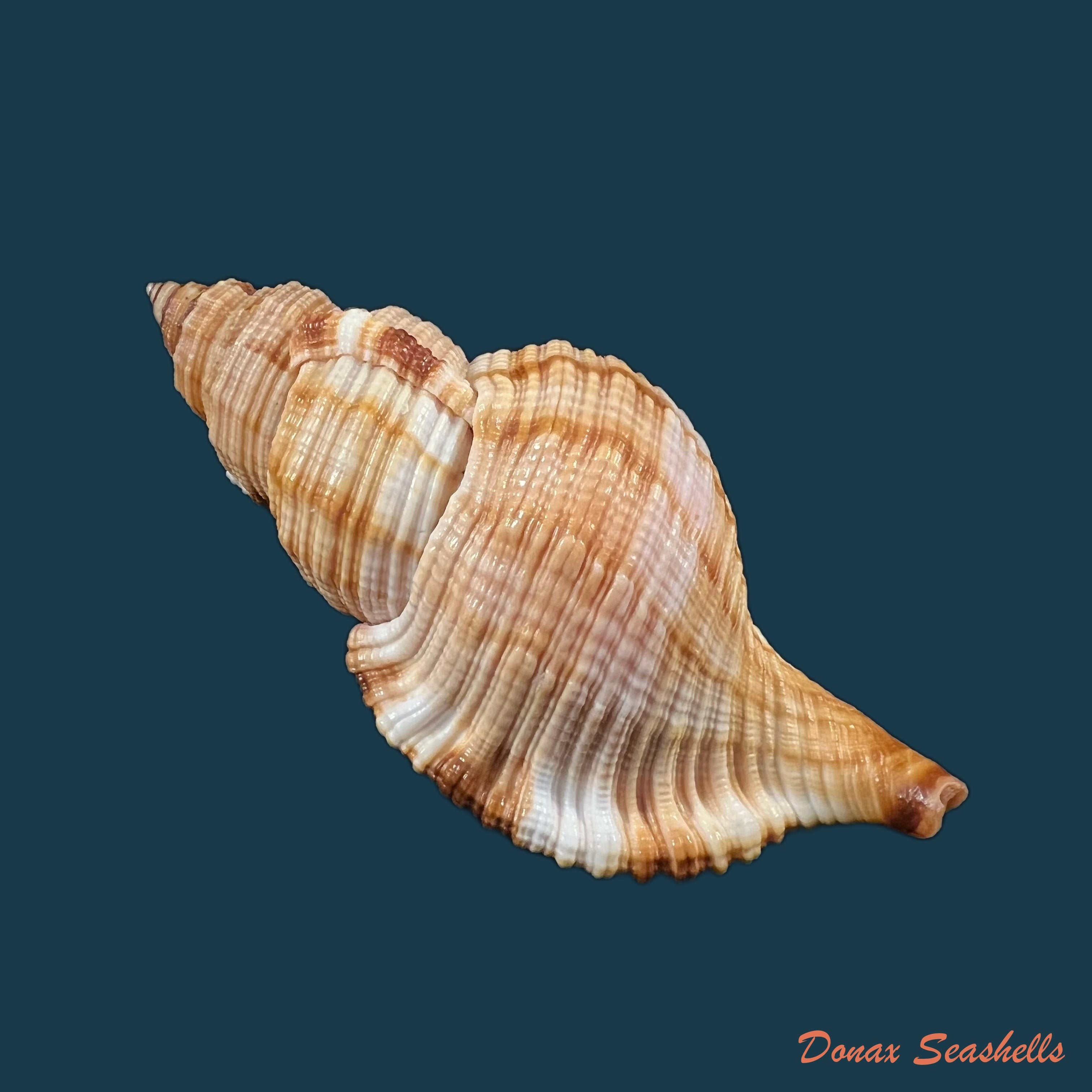 copia-de-acanthina-brevidentata-w-wood-1828-26-8mm-7