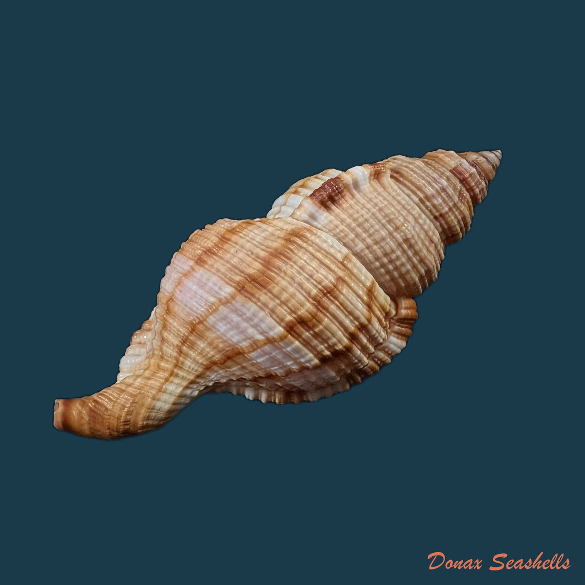 copia-de-acanthina-brevidentata-w-wood-1828-26-8mm-7