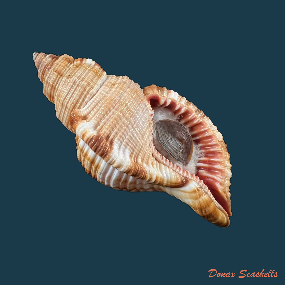copia-de-acanthina-brevidentata-w-wood-1828-26-8mm-7