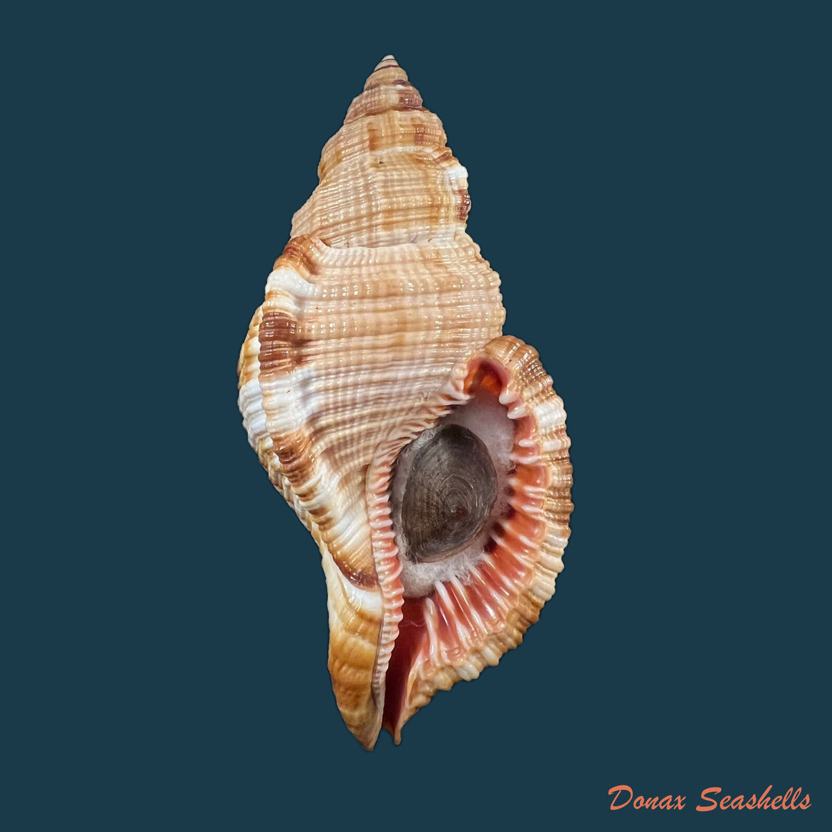 copia-de-acanthina-brevidentata-w-wood-1828-26-8mm-7