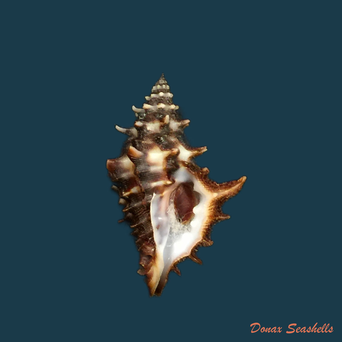 copia-de-acanthina-brevidentata-w-wood-1828-30-3mm