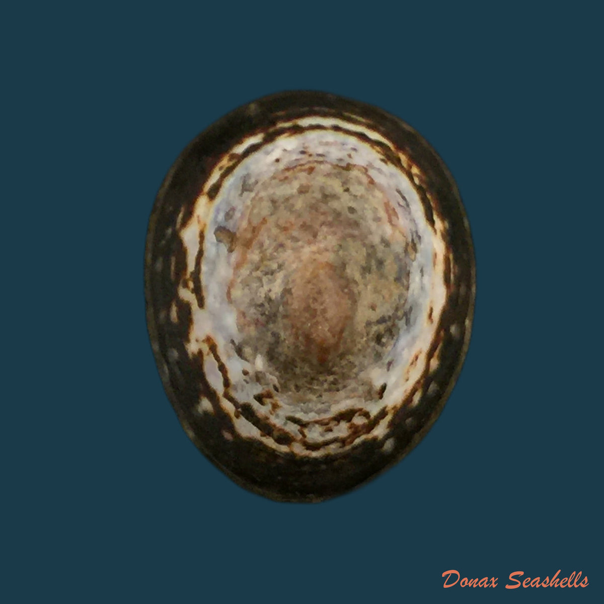 copia-de-acanthina-monodon-pallas-1774-37-7mm