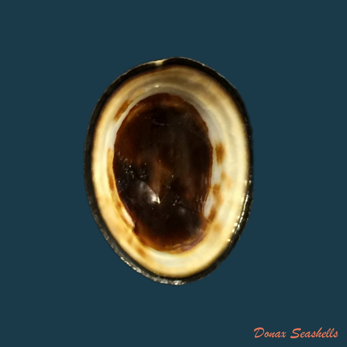 copia-de-acanthina-monodon-pallas-1774-37-7mm