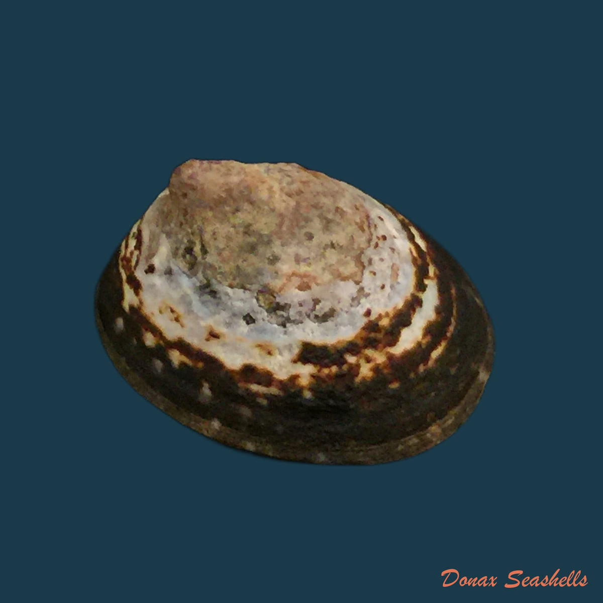 copia-de-acanthina-monodon-pallas-1774-37-7mm