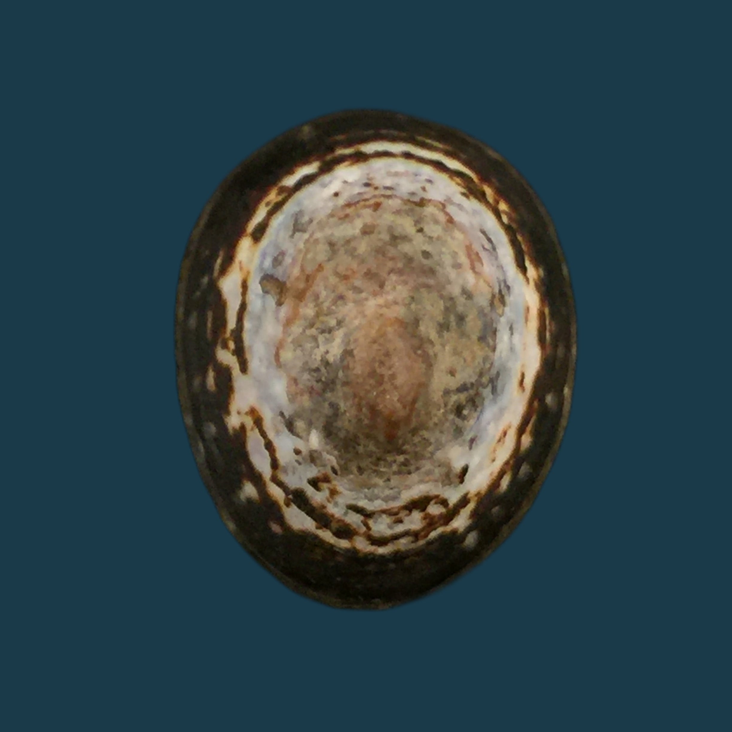 Lottia orbignyi (Dall, 1909) - 24,6mm