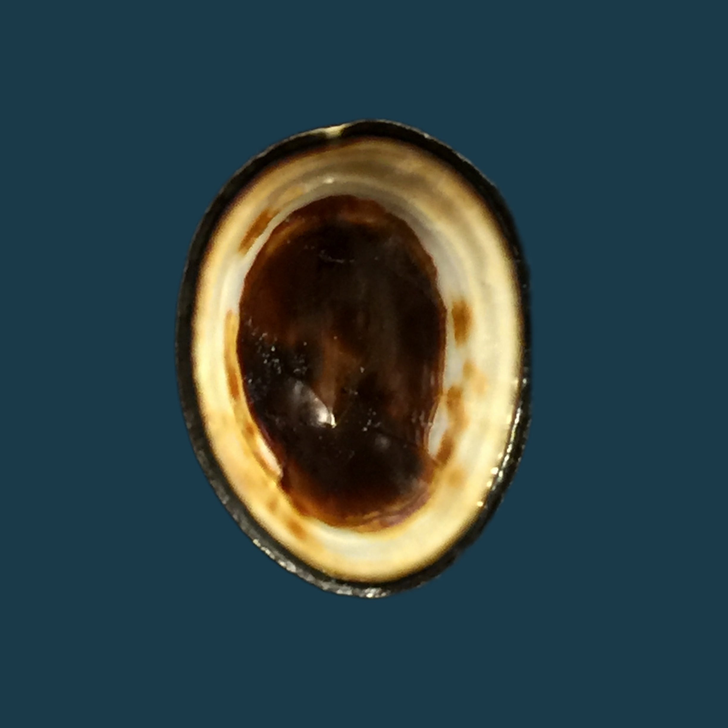 Lottia orbignyi (Dall, 1909) - 24,6mm