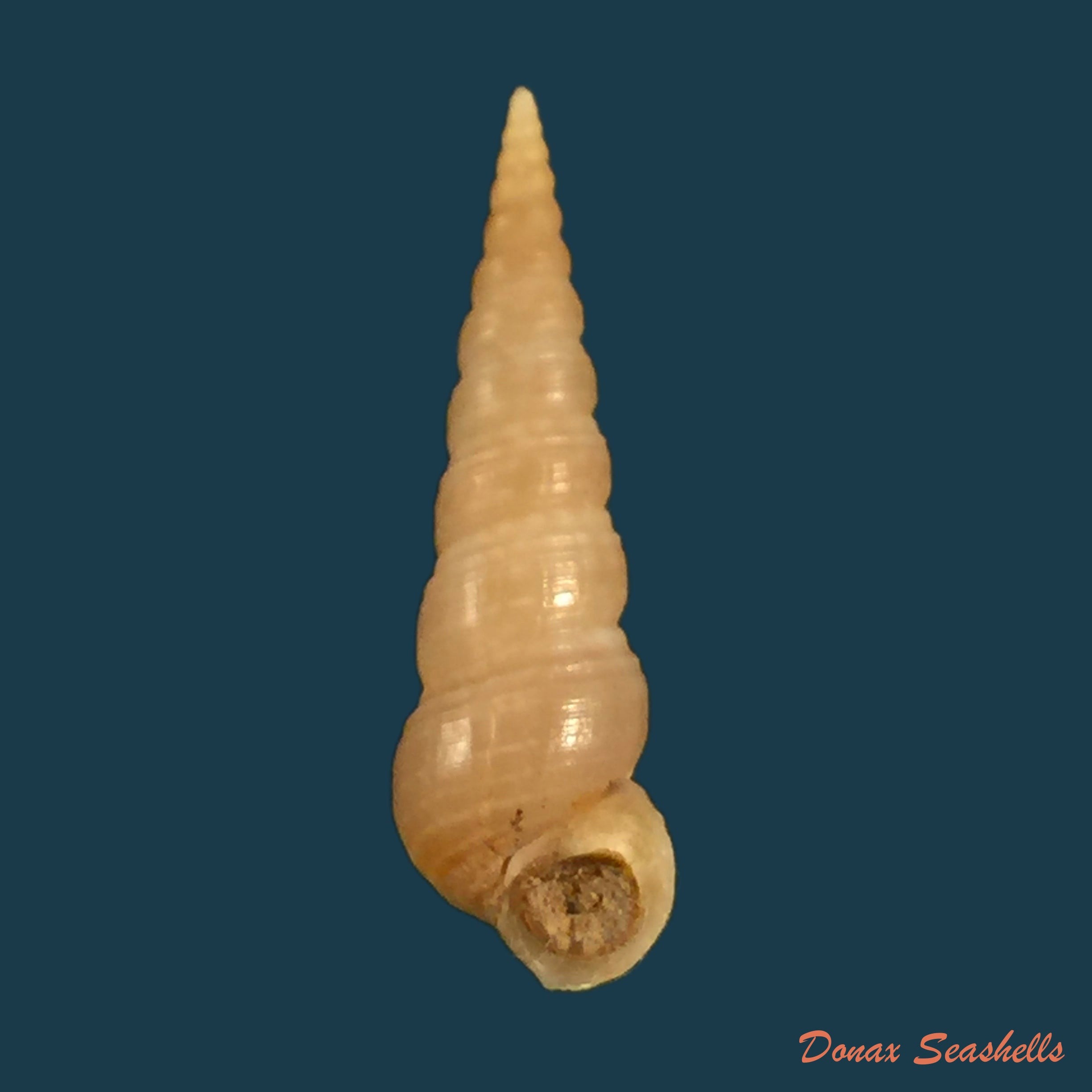 copia-de-acanthotrophon-sentus-berry-1969-18-7mm-10