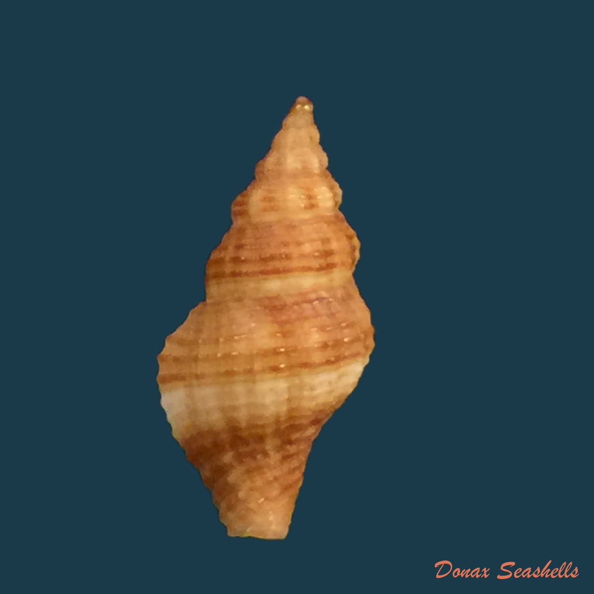 copia-de-acanthotrophon-sentus-berry-1969-18-7mm-11