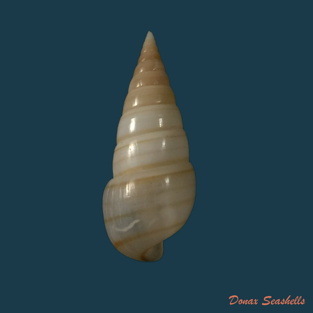 copia-de-acanthotrophon-sentus-berry-1969-18-7mm-16