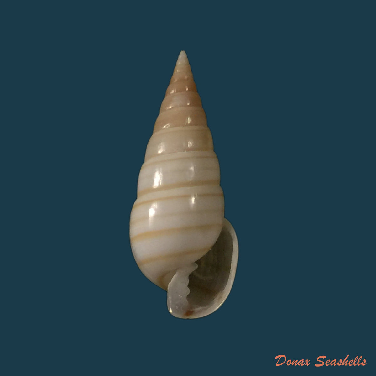 copia-de-acanthotrophon-sentus-berry-1969-18-7mm-16