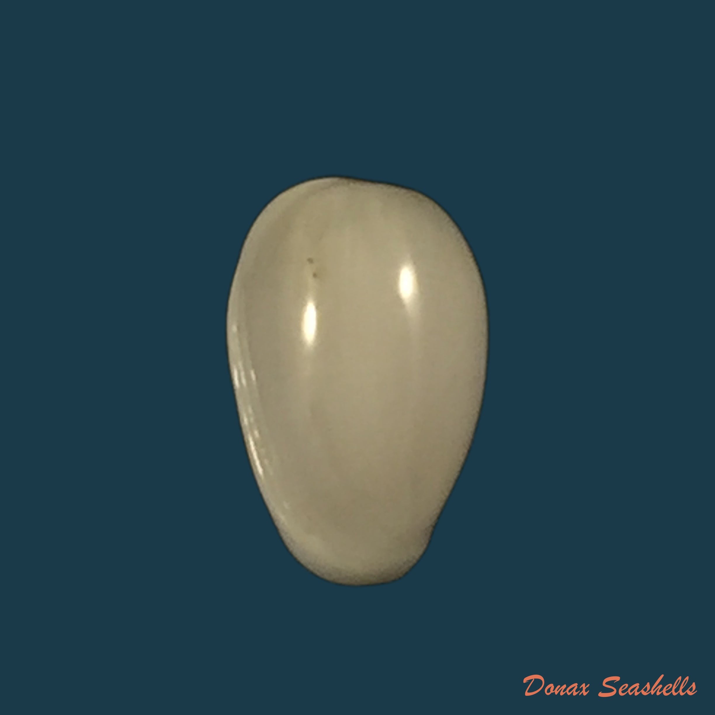 copia-de-acanthotrophon-sentus-berry-1969-18-7mm-2