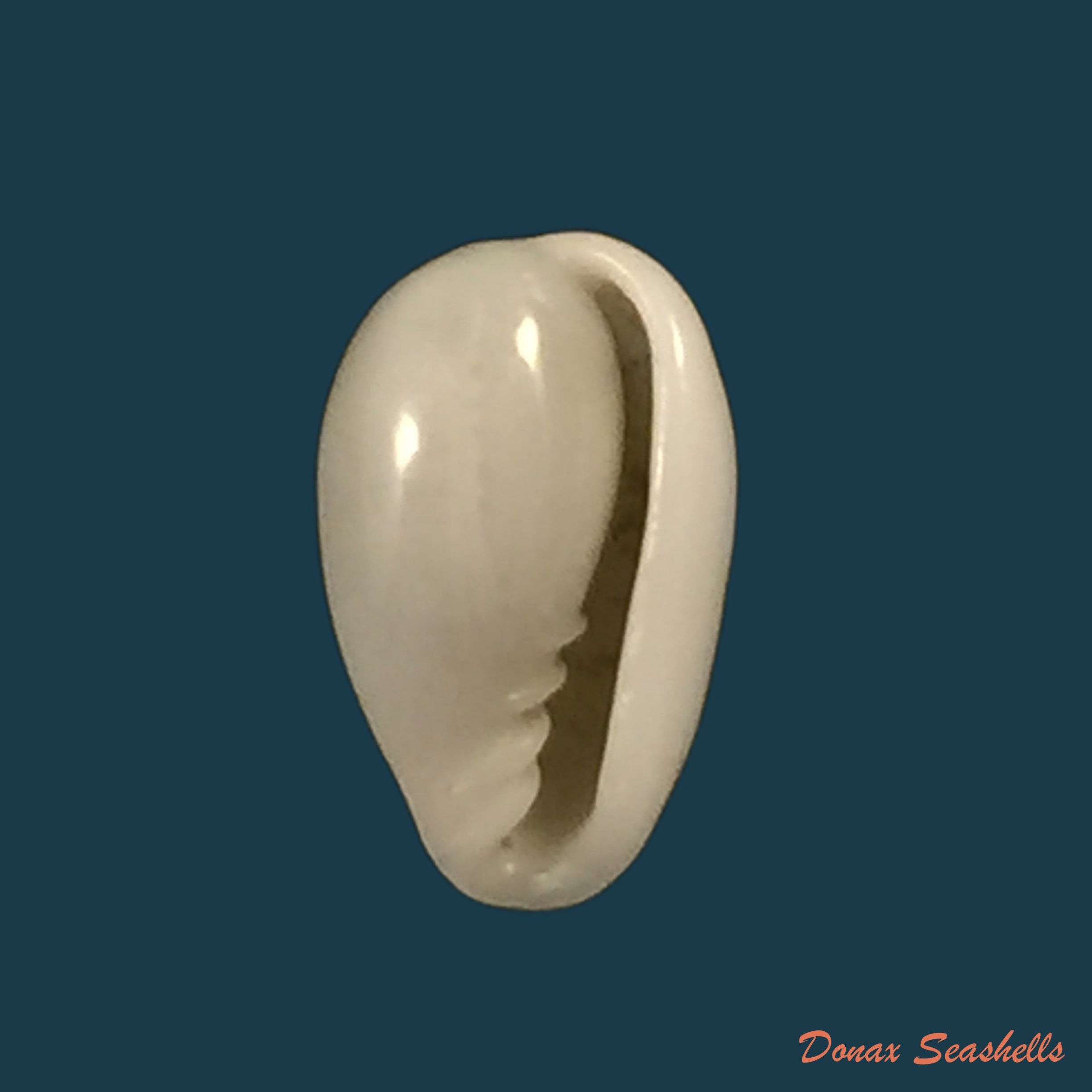 copia-de-acanthotrophon-sentus-berry-1969-18-7mm-2