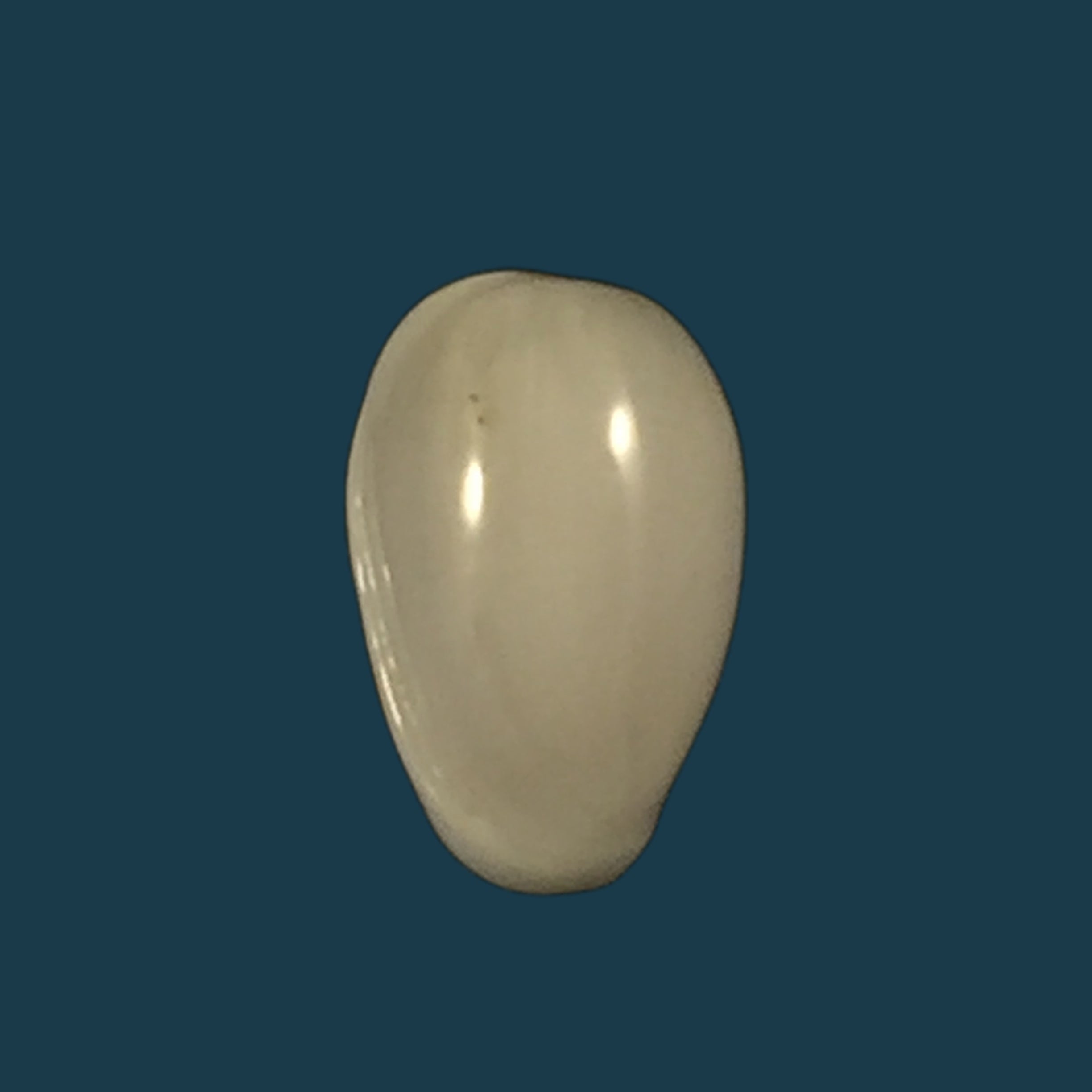 Prunum albertoangelai Cossignani, 2005 - 8,5mm