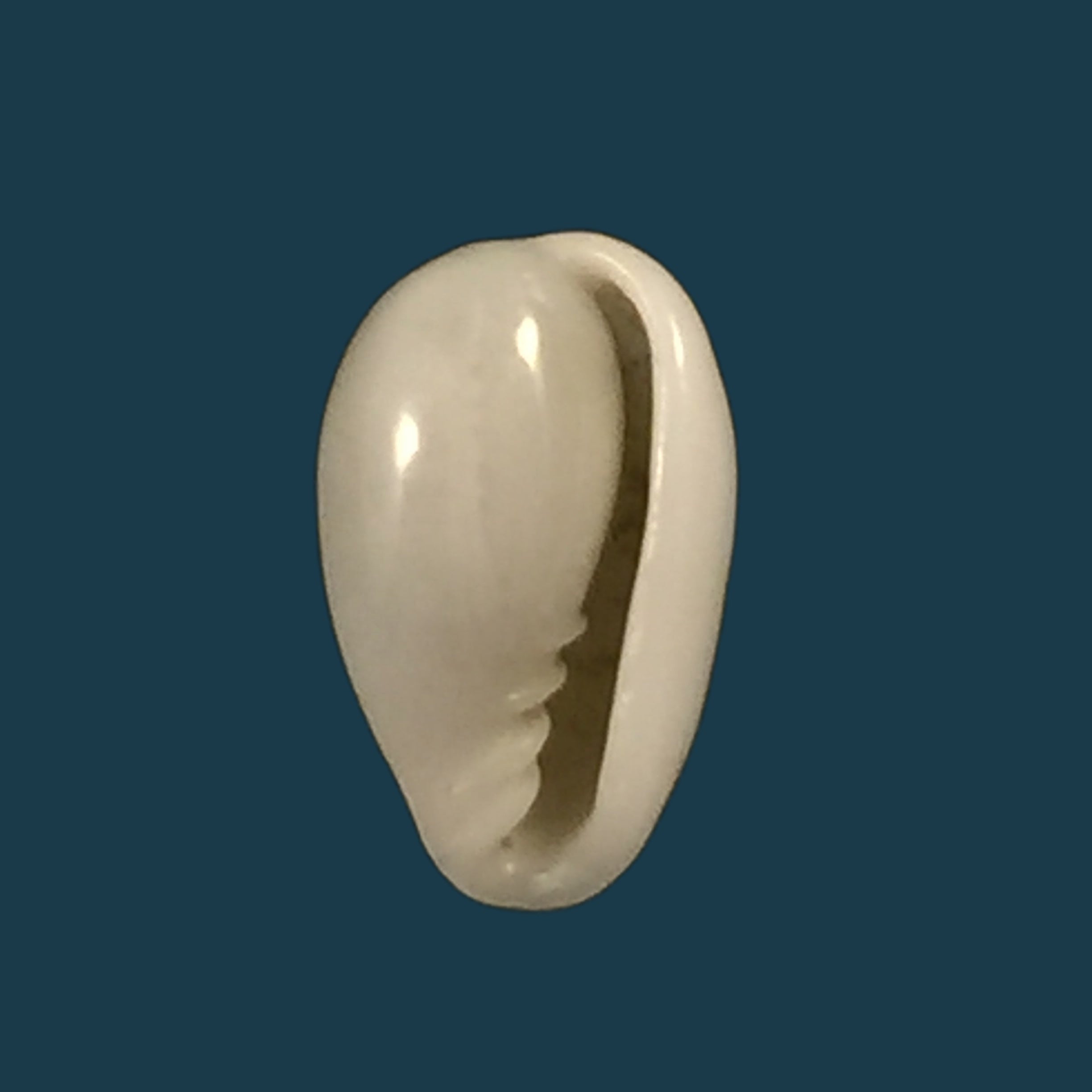 Prunum albertoangelai Cossignani, 2005 - 8,5mm