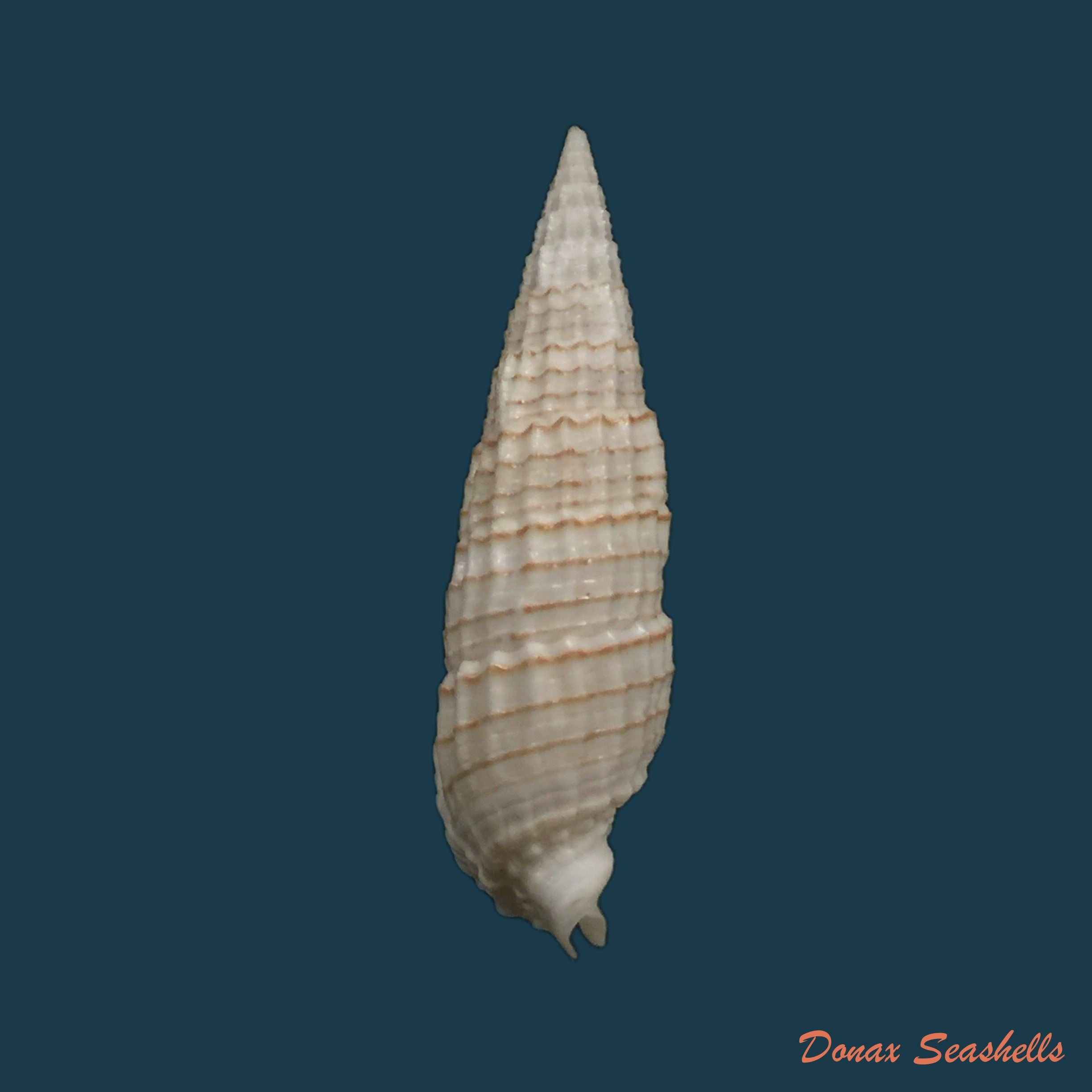 copia-de-acanthotrophon-sentus-berry-1969-18-7mm-5
