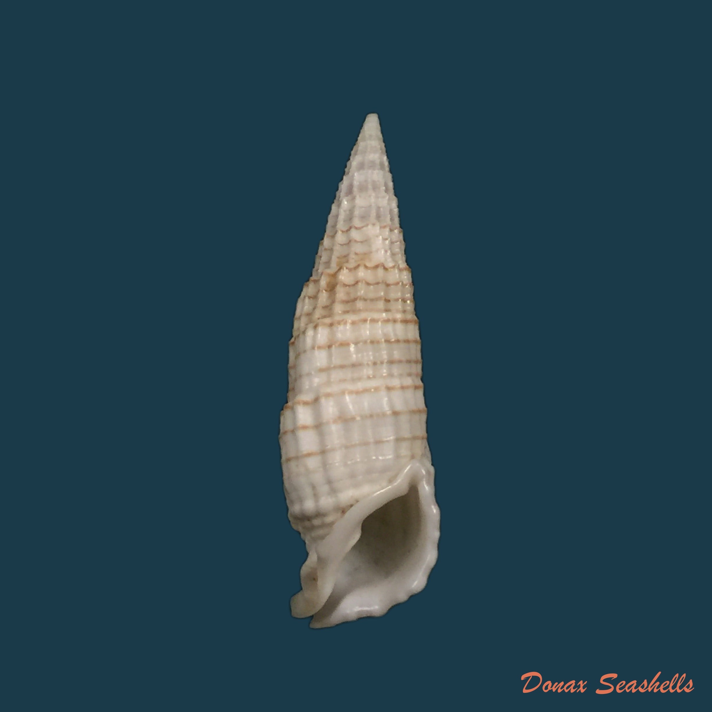 copia-de-acanthotrophon-sentus-berry-1969-18-7mm-5