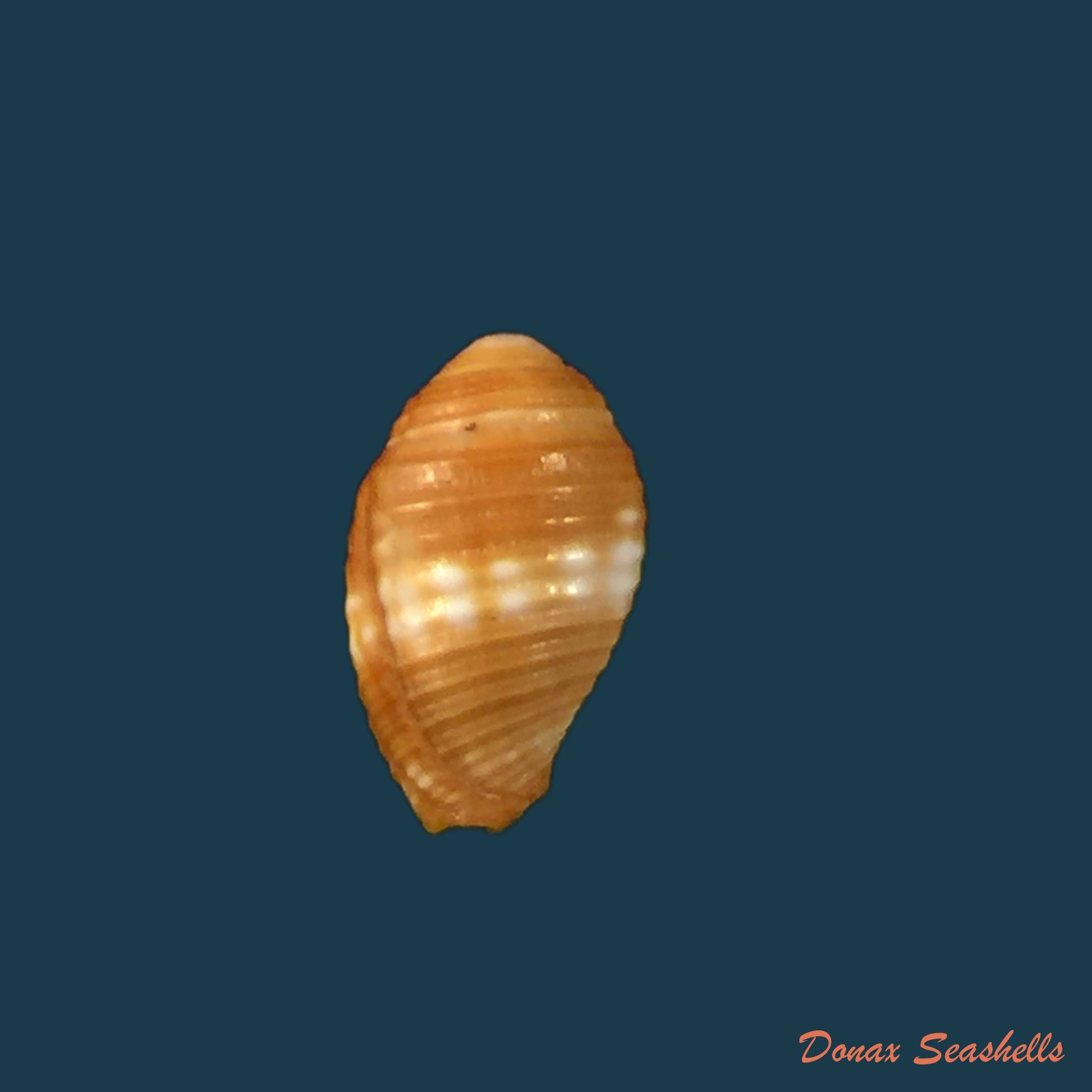 copia-de-acanthotrophon-sentus-berry-1969-18-7mm-6