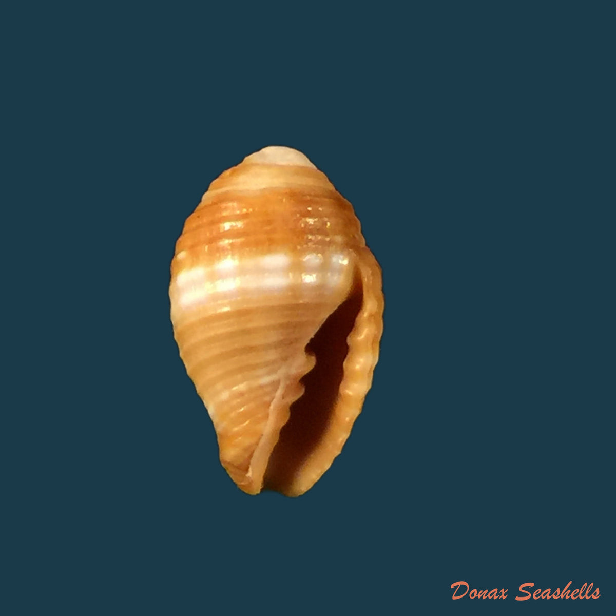 copia-de-acanthotrophon-sentus-berry-1969-18-7mm-6