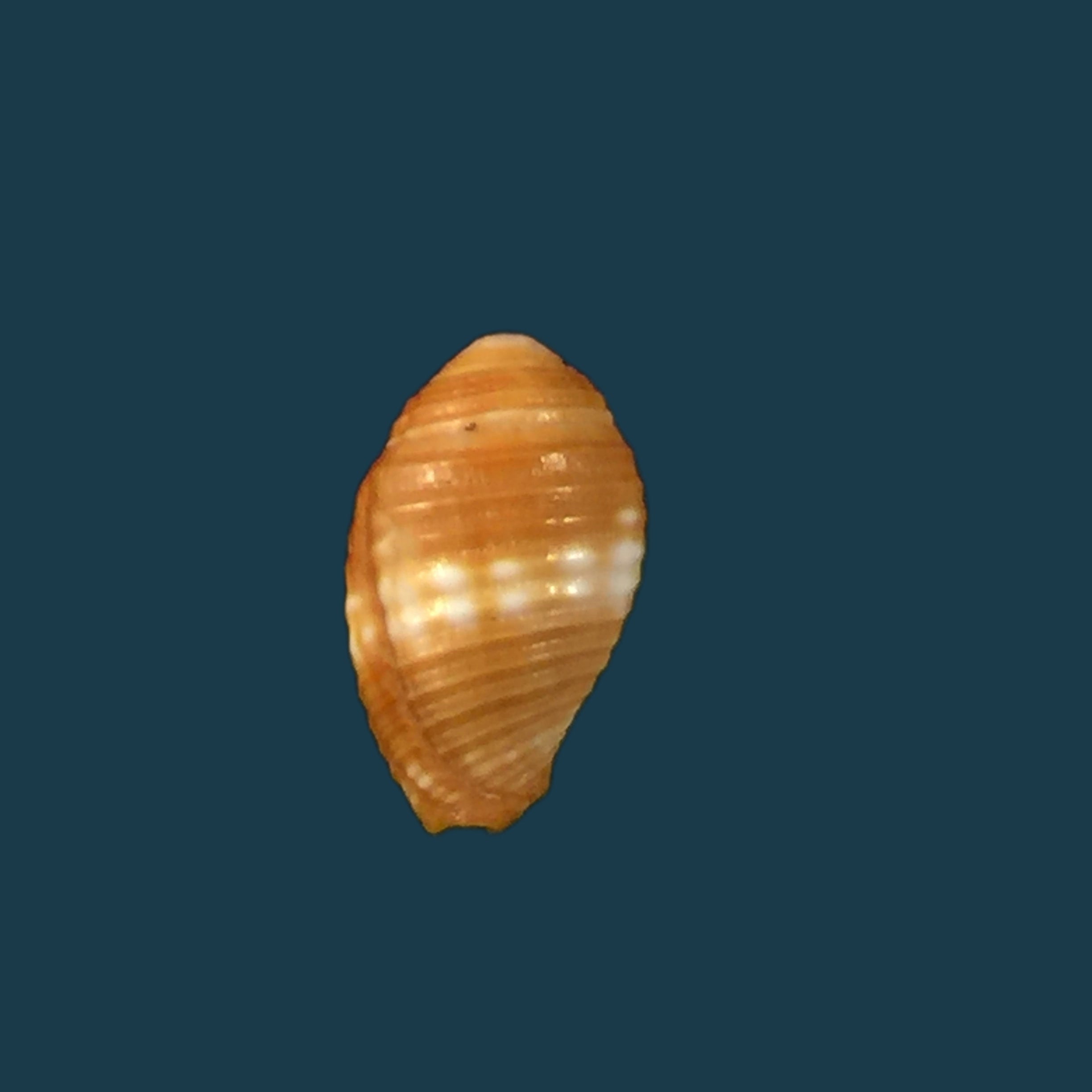 Pseudonebularia chrysalis Reeve, 1844 - 12,6毫米