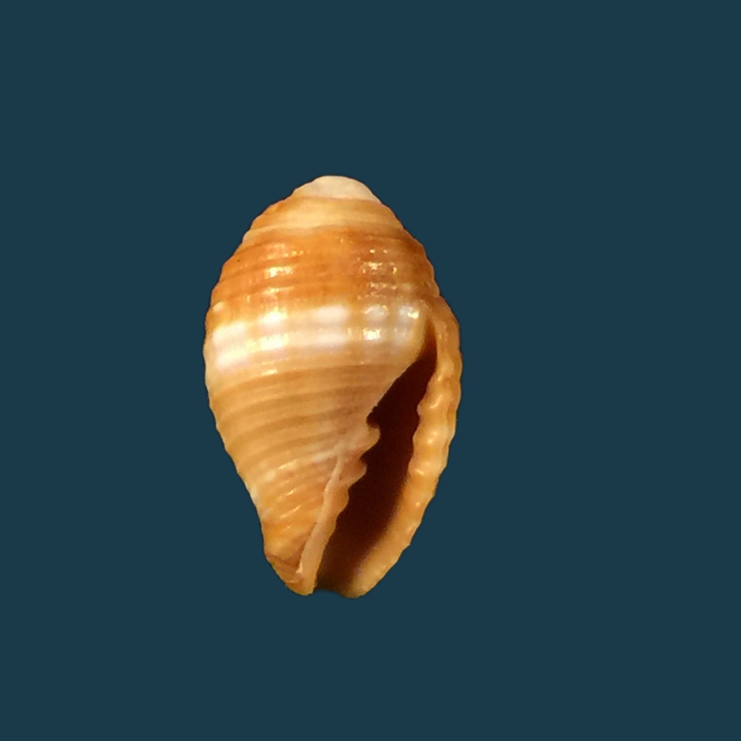 Pseudonebularia chrysalis Reeve, 1844 - 12,6毫米