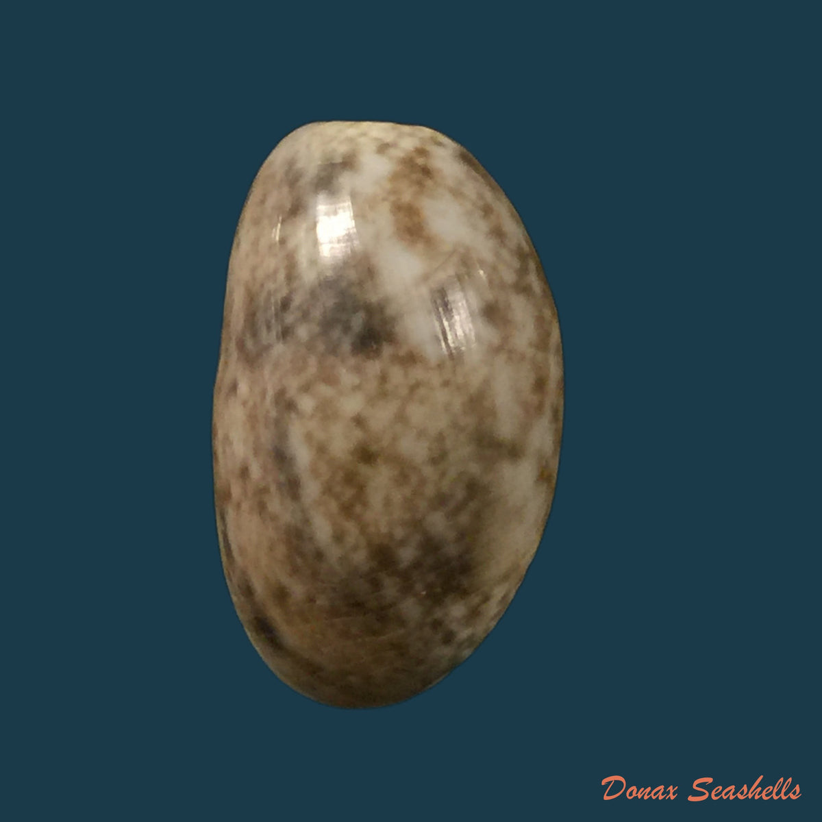 copia-de-acanthotrophon-sentus-berry-1969-18-7mm-8