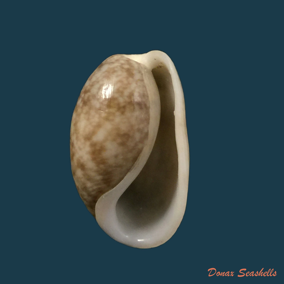 copia-de-acanthotrophon-sentus-berry-1969-18-7mm-8