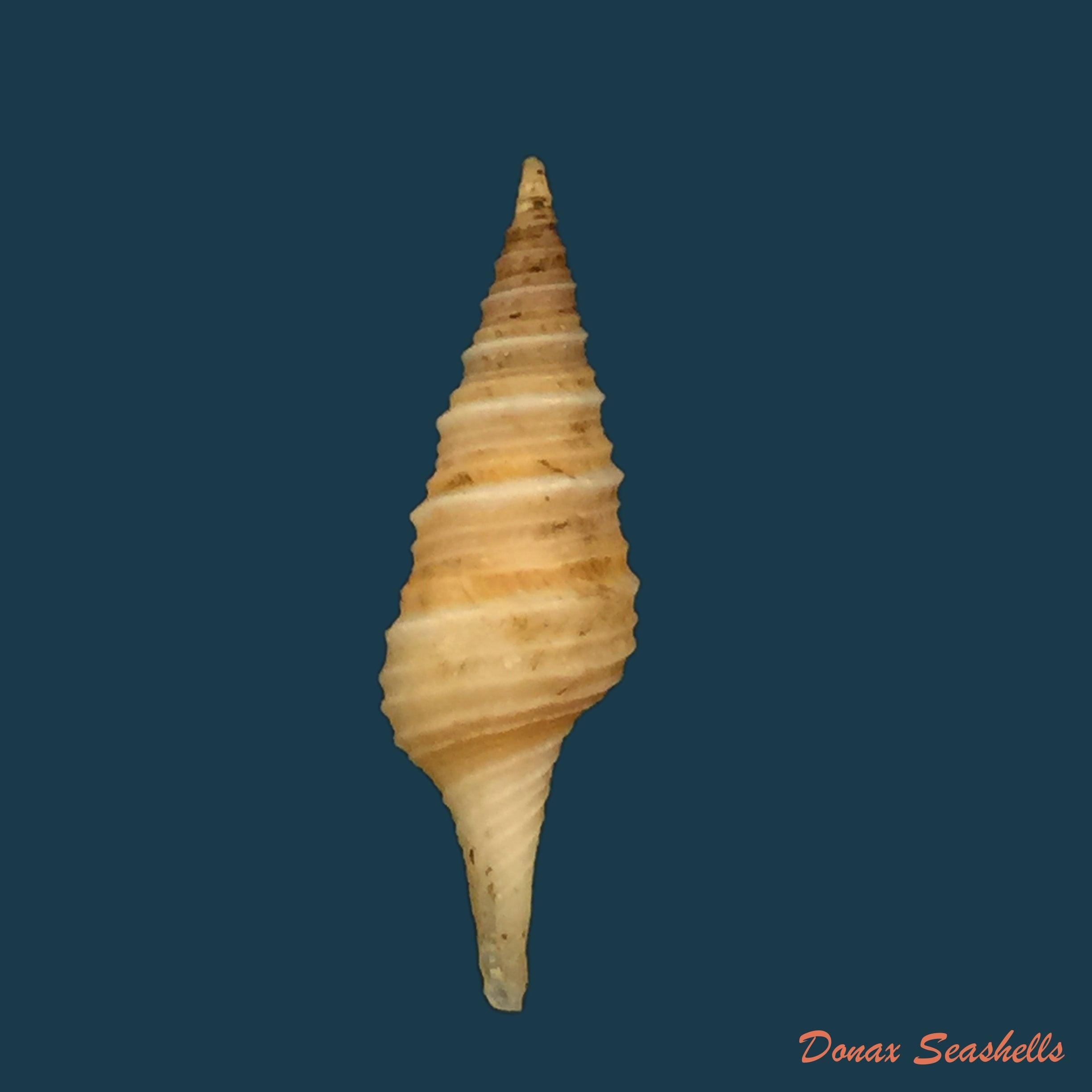 copia-de-acanthotrophon-sentus-berry-1969-18-7mm