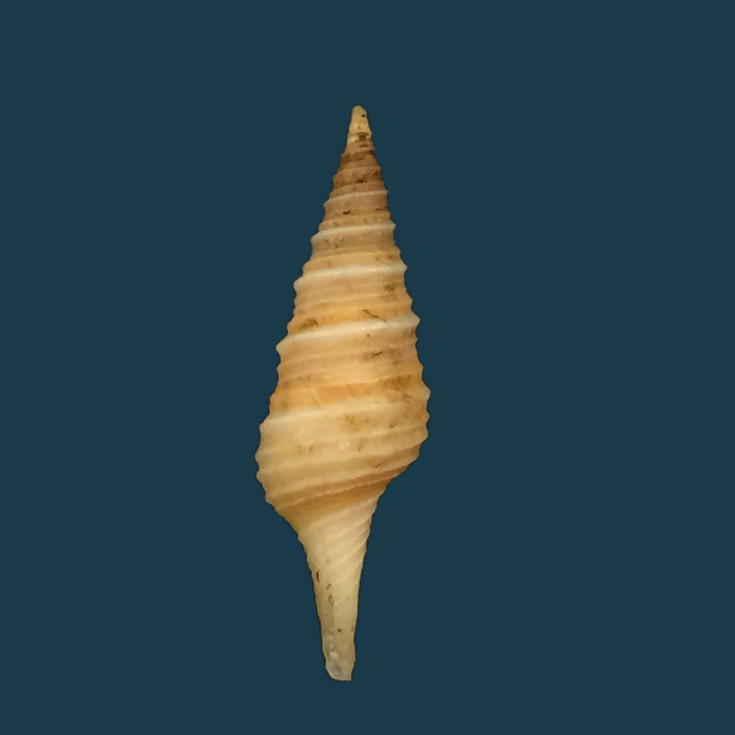 Polystira formosissima（EA Smith，1915）- 25,6毫米