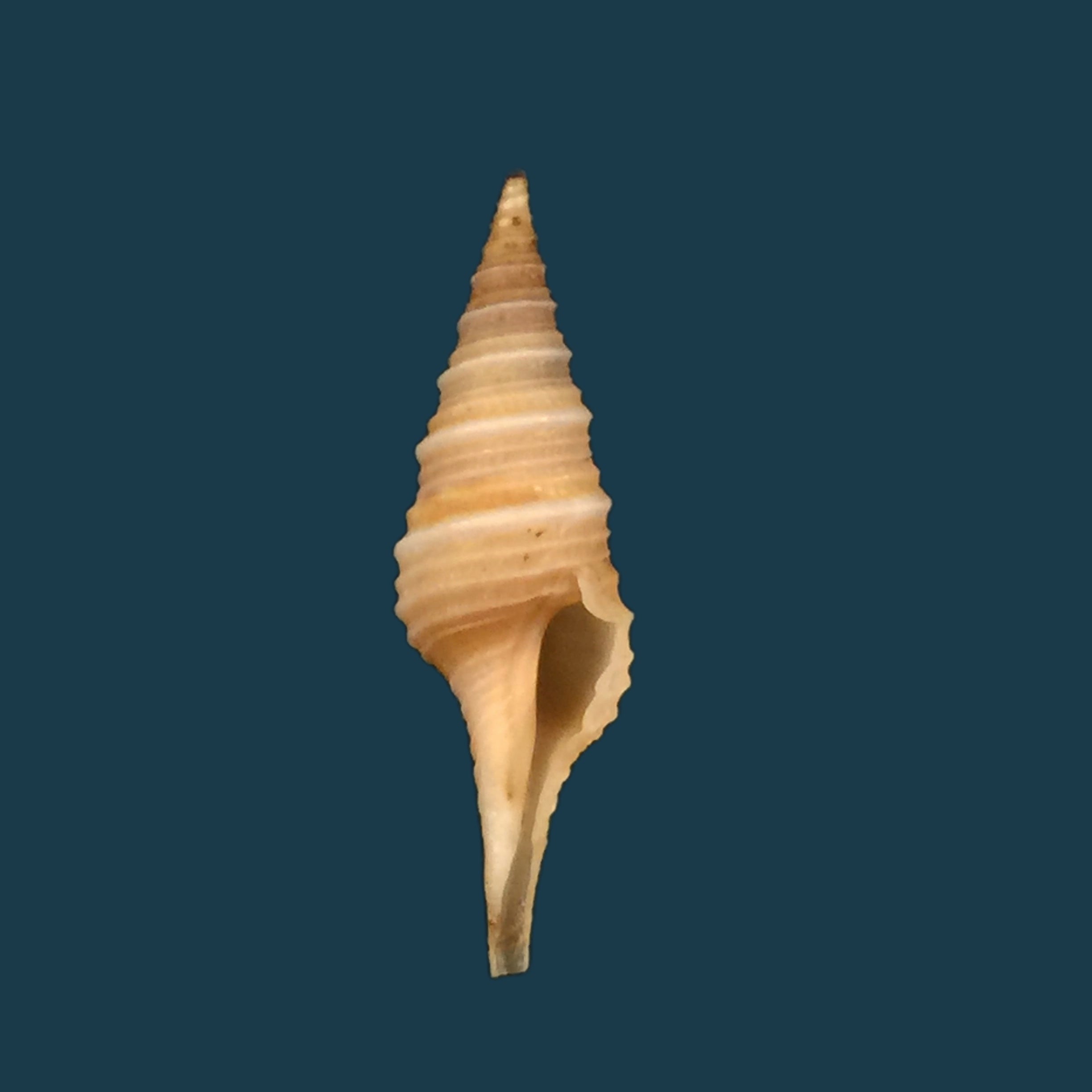 Polystira formosissima（EA Smith，1915）- 25,6毫米