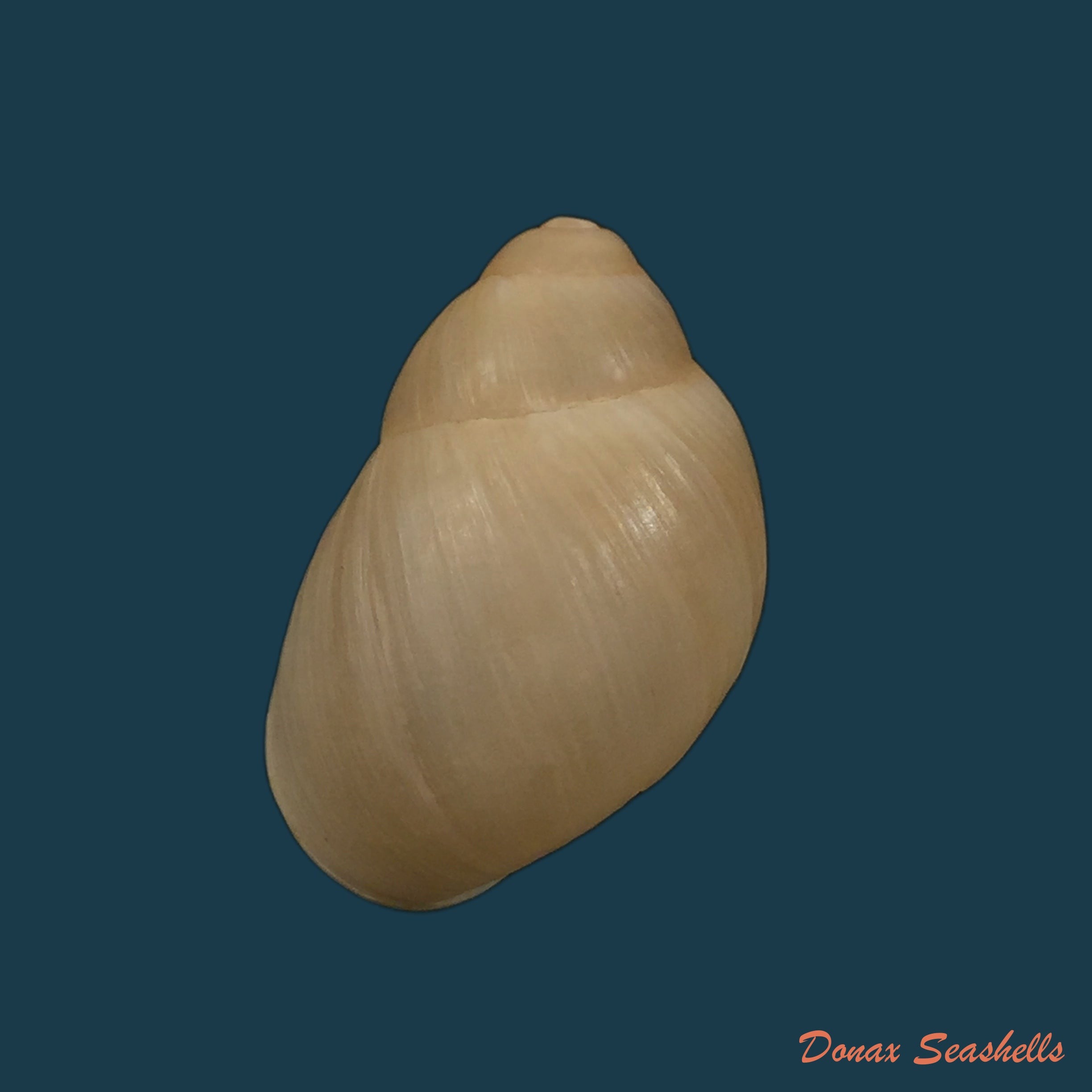 copia-de-acavus-phoenix-l-pfeiffer-1854-51-3mm